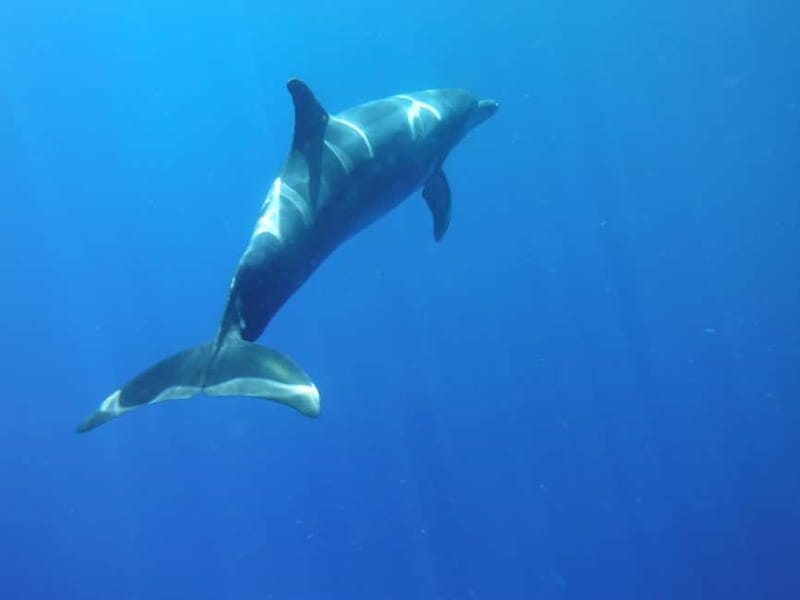 Tenerife: Kayak & Snorkel with Local Fauna, Photos Included - Key moments worth booking for