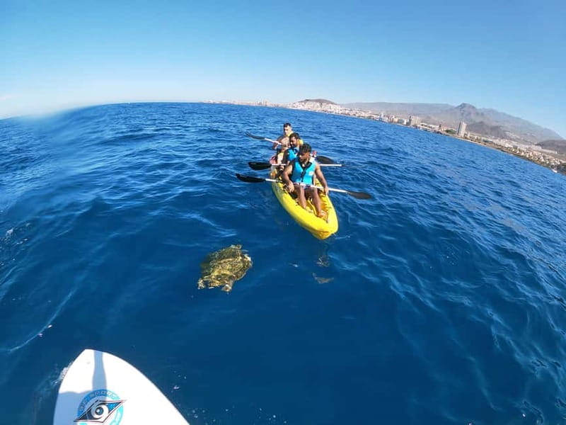 Tenerife: Kayak & Snorkel with Local Fauna, Photos Included - Timing, weather, and why wildlife sightings change