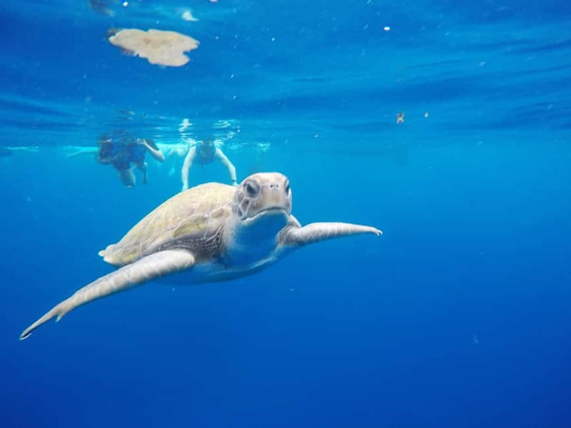 Tenerife: Kayak & Snorkel with Local Fauna, Photos Included - Starting at Shaka Kayak y SUP Tenerife in Los Cristianos