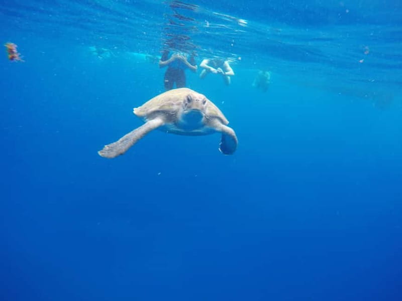 Tenerife: Kayak & Snorkel with Local Fauna, Photos Included - Sea cave snorkeling, and why the timing matters