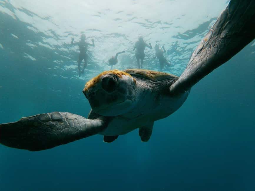Tenerife: Kayak & Snorkeling, Marine Fauna Watching - Key Things That Make This Tenerife Kayak Tour Worth It