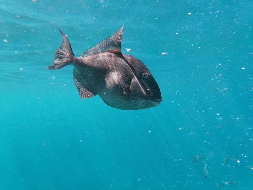 Tenerife: Kayak & Snorkeling, Marine Fauna Watching - Second Paddle and Secret Stop 2: More Looking, Less Rushing