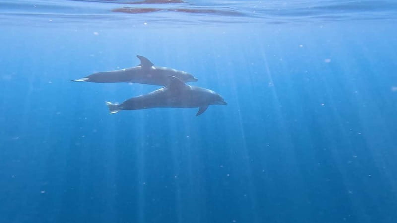 Tenerife: Kayak & Snorkeling Tour - Small Groups - Dolphin and marine life viewing: the stop that can steal the whole day