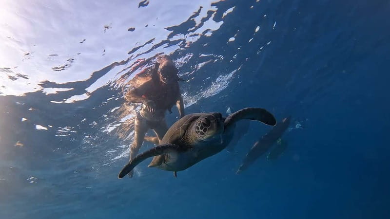 Tenerife: Kayak Tour with Animals and Underwater Scooters - Key Highlights You Should Not Miss