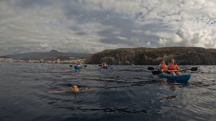 Tenerife: Kayak Tour with Animals and Underwater Scooters - Price and Value at About $33: What makes it feel fair
