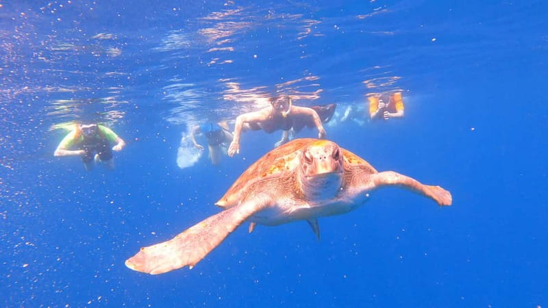 Tenerife: Kayak Tour with Animals and Underwater Scooters - Wildlife Spotting From a Kayak: How the dolphin and turtle encounters really work