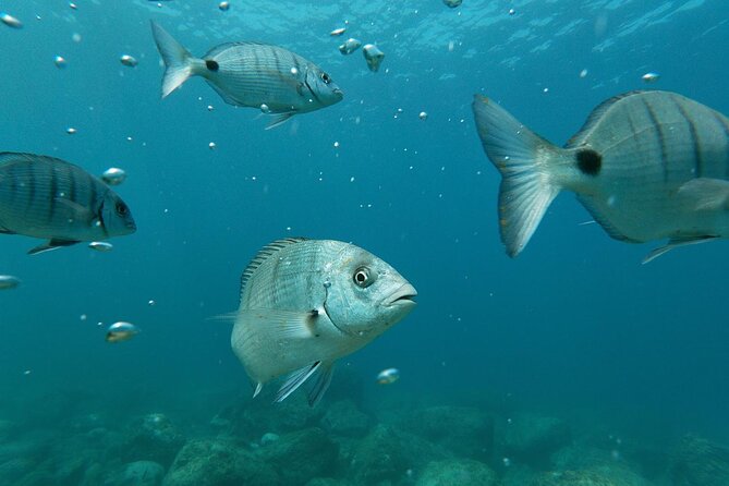 Tenerife Kayak Tour with Marine Wildlife Spotting and Snorkeling - Snorkeling Stop: Included Gear and the Underwater Reality