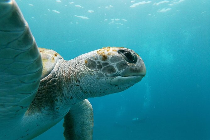 Tenerife Kayak Tour with Marine Wildlife Spotting and Snorkeling - Photo Shoot Moments: How the Pictures Work