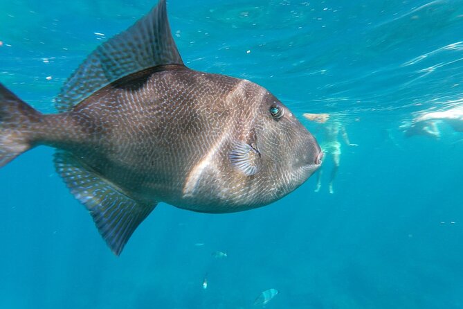 Tenerife Kayak Tour with Marine Wildlife Spotting and Snorkeling - Getting There: Pickup Options and the Simple Reality of Timing