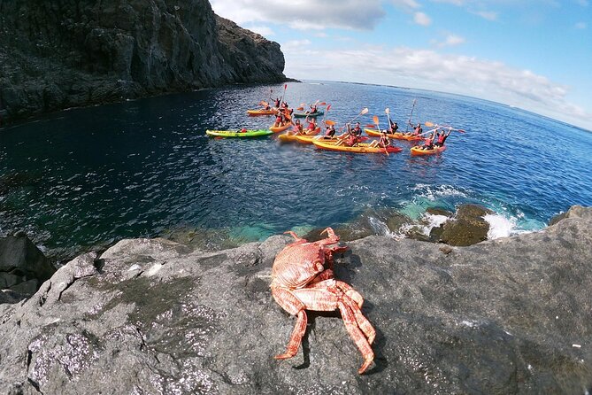 Tenerife Kayak Tour with Marine Wildlife Spotting and Snorkeling - Stable Kayaks for Beginners: Skills You Pick Up Fast