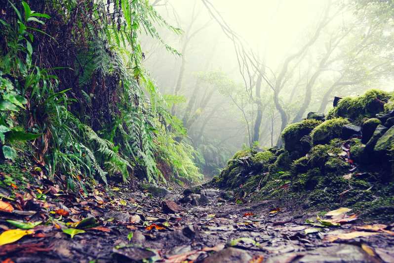 Tenerife: La Laguna & Anaga hike - Las Mercedes Laurel Forest Hike: What Makes It Actually Fun
