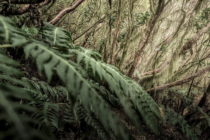 Tenerife Landscape Photography Workshops 10 hours - How Detlow Turns 10 Hours Into Actionable Landscape Photography