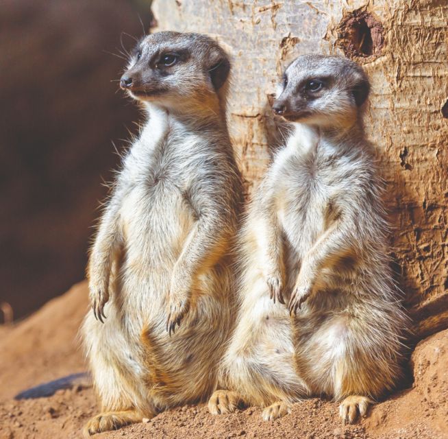 Tenerife: Loro Parque Entry Ticket - Loro Parque in One Day: What You’re Really Buying