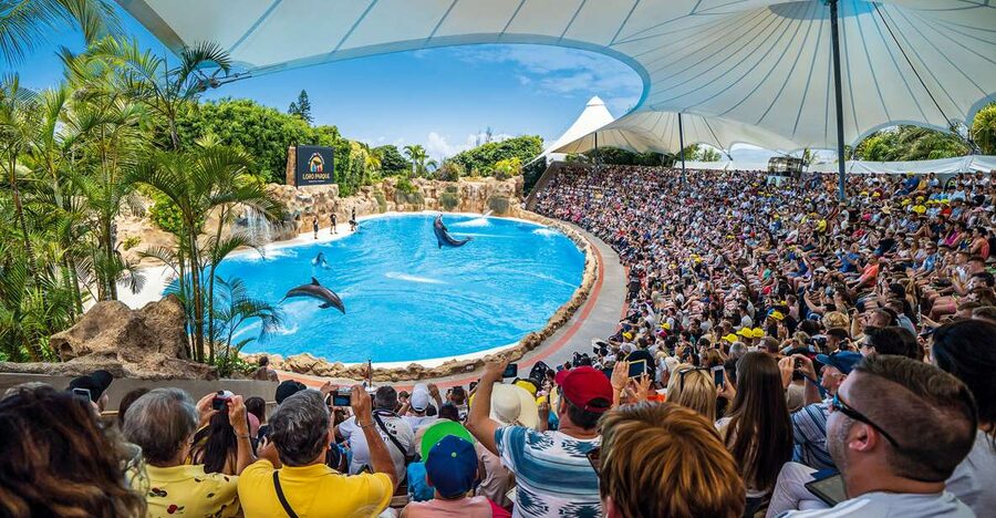 Tenerife: Loro Parque Entry Ticket - The Show Timing Game: Orca, Sea Lion, Dolphin, and Parrots