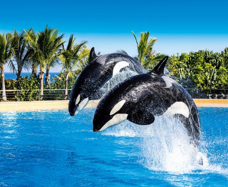 Tenerife: Loro Parque Entry Ticket - Getting Oriented Fast: Routes, Entrances, and Avoiding Show Chaos