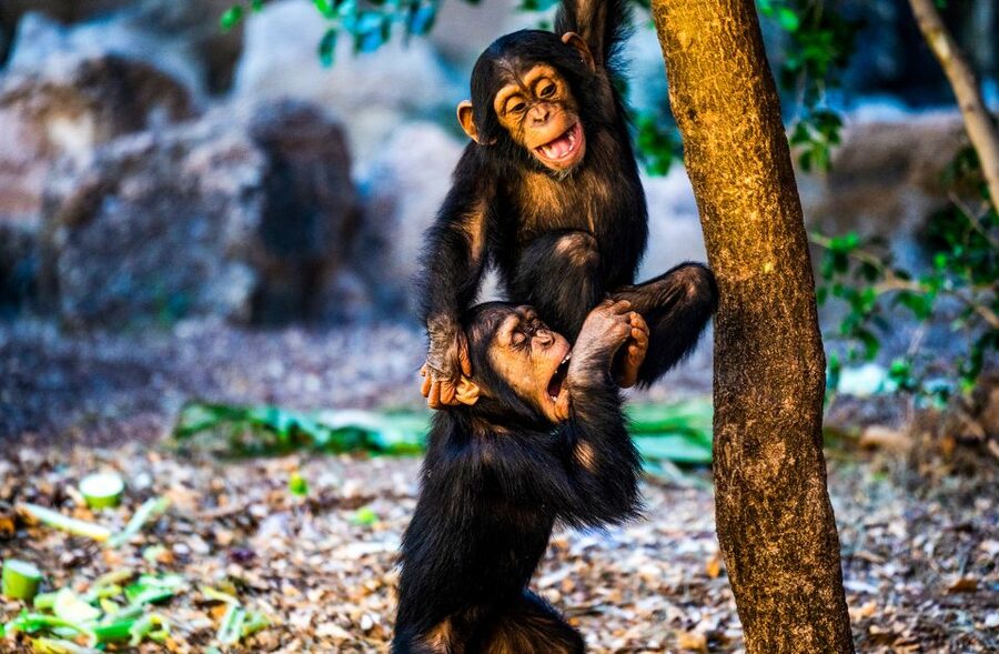 Tenerife: Loro Parque Entry Ticket - Animal Highlights That Define the Park