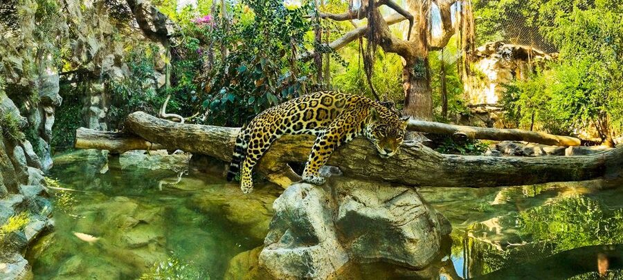 Tenerife: Loro Parque Entry Ticket - Thai Architecture, Tropical Gardens, and Rest Spots That Keep You Happy