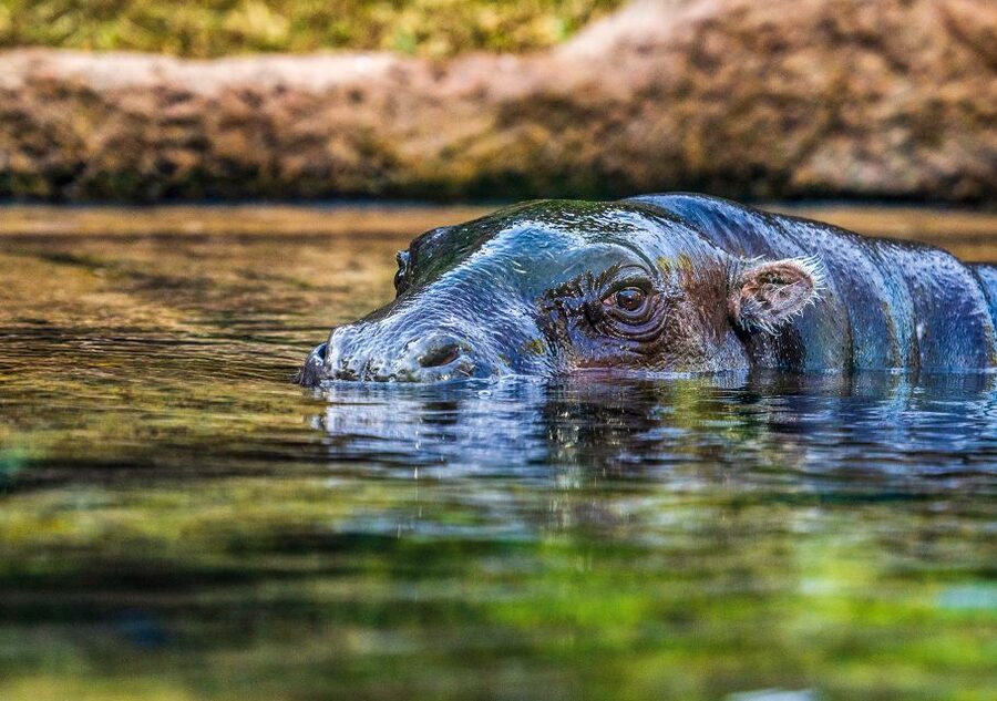 Tenerife: Loro Parque Entry Ticket - Food at Loro Parque: What to Expect and Where to Pace Yourself