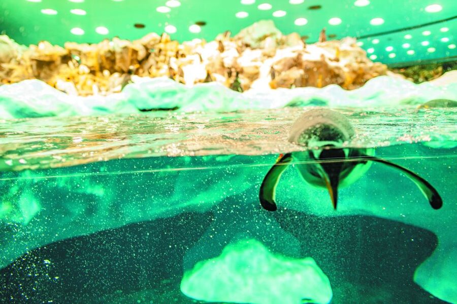 Tenerife: Loro Parque & Siam Park Entry Ticket with Transfer - Key things I’d focus on before you go