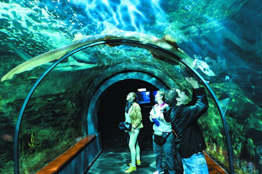 Tenerife: Loro Parque & Siam Park Entry Ticket with Transfer - Price and value: is $115 a smart deal?
