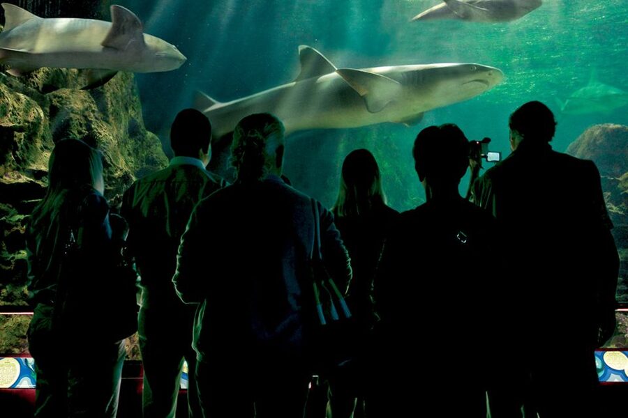 Tenerife: Loro Parque & Siam Park Entry Ticket with Transfer - Quick FAQ for planning your two-park rhythm