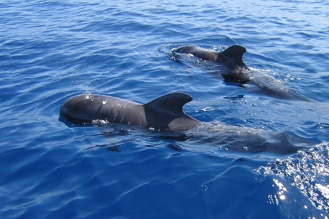 Tenerife Los Cristianos: Whale and Dolphin Eco-Yacht and Swim Stop - Key points before you board