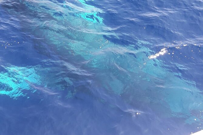 Tenerife Los Cristianos: Whale and Dolphin Eco-Yacht and Swim Stop - The Palm Mar coast search: how the wildlife spotting part really plays out