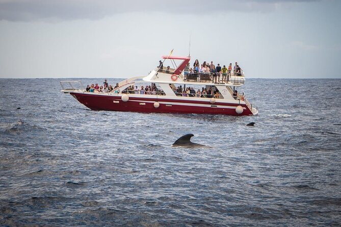 Tenerife Los Cristianos: Whale and Dolphin Eco-Yacht and Swim Stop - Free rescheduling when dolphins and whales do not show up