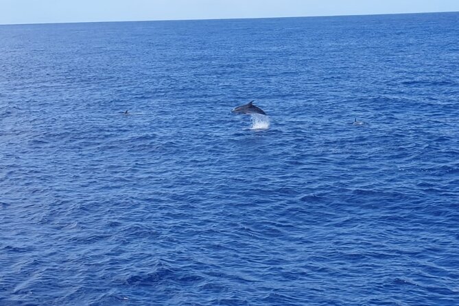 Tenerife Los Cristianos: Whale and Dolphin Eco-Yacht and Swim Stop - The swim and snorkel stop: your best photo and your smartest planning