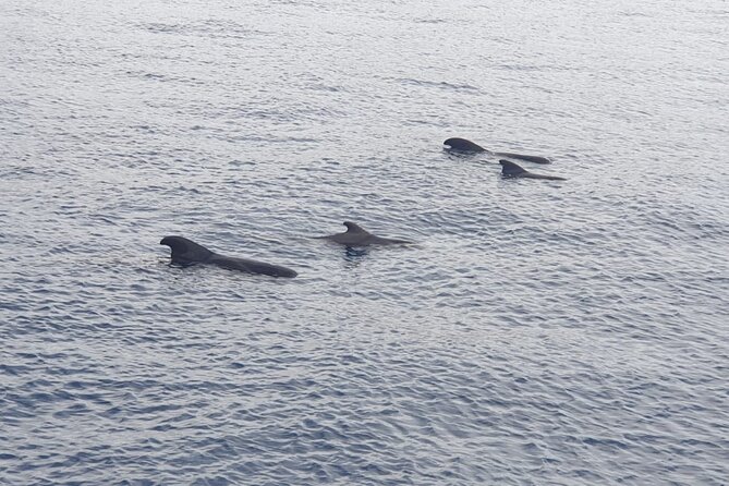Tenerife Los Cristianos: Whale and Dolphin Eco-Yacht and Swim Stop - Getting to Los Cristianos: where to meet and why timing matters