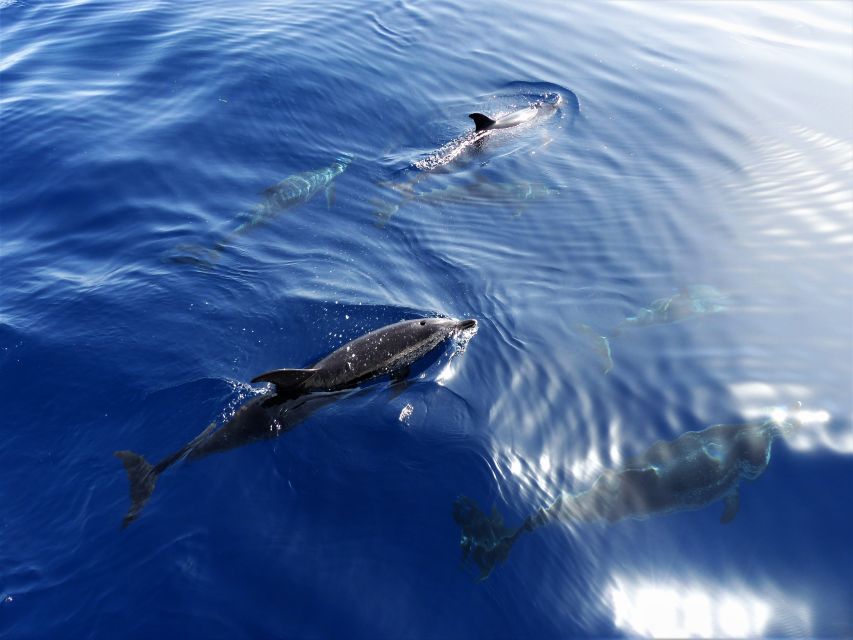 Tenerife: Los Gigantes Whale Watching Cruise by Sail Boat - Los Gigantes cliffs and a 10-person sailboat set-up