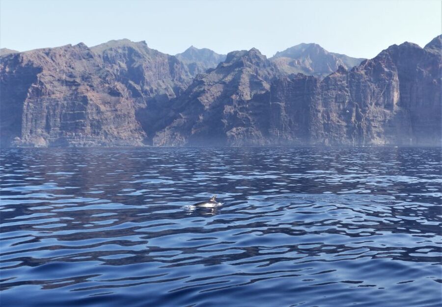 Tenerife: Los Gigantes Whale Watching Cruise by Sail Boat - Food, drinks, and the diet-friendly sandwich moment