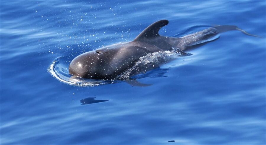 Tenerife: Los Gigantes Whale Watching Cruise by Sail Boat - What you’re likely to see in the Atlantic: dolphins, pilot whales, turtles
