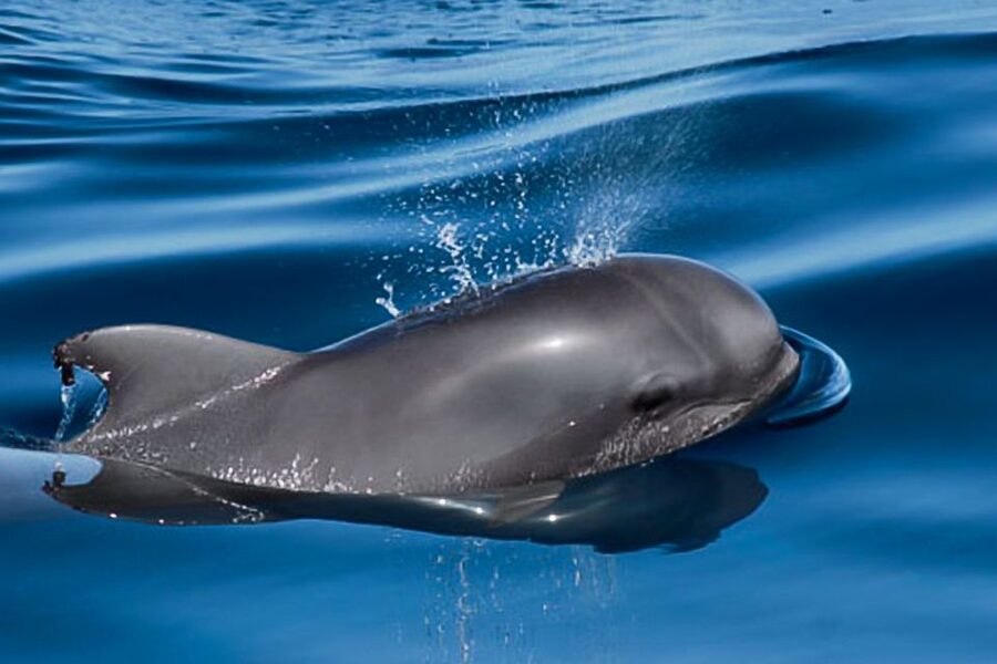 Tenerife: Luxury Private Whale & Dolphin Watching Tour - Snorkeling gear included, but bring what they do not