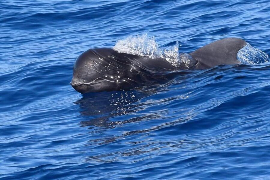 Tenerife: Luxury Private Whale & Dolphin Watching Tour - Luxury onboard basics: what “premium” feels like in real life
