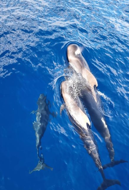 Tenerife: Marine-Life Tour with Transfer, Buffet and Drinks - The swim and snorkeling stop in an anchored bay