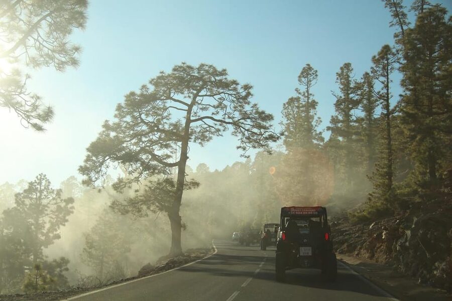 Tenerife: Morning or Sunset Teide Buggy Tour - Wildlife spotting and plant stories: what to look for on the route