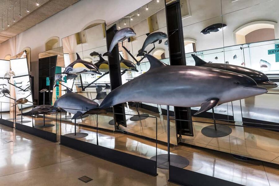 Tenerife: MUNA Museum Admission Ticket and Teide Legend Tour - Price and value: what $9 gets you and what it does not
