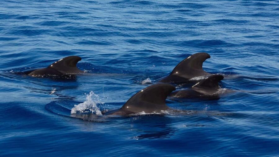 Tenerife: Ocean Pack Jet Ski and Yacht Whale Watching - Jet ski briefing first, then real freedom on Tenerife’s Atlantic waves
