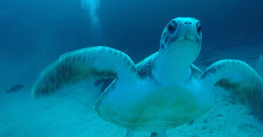 Tenerife : Private Dive for Beginners from a Boat - Key things to know before you go