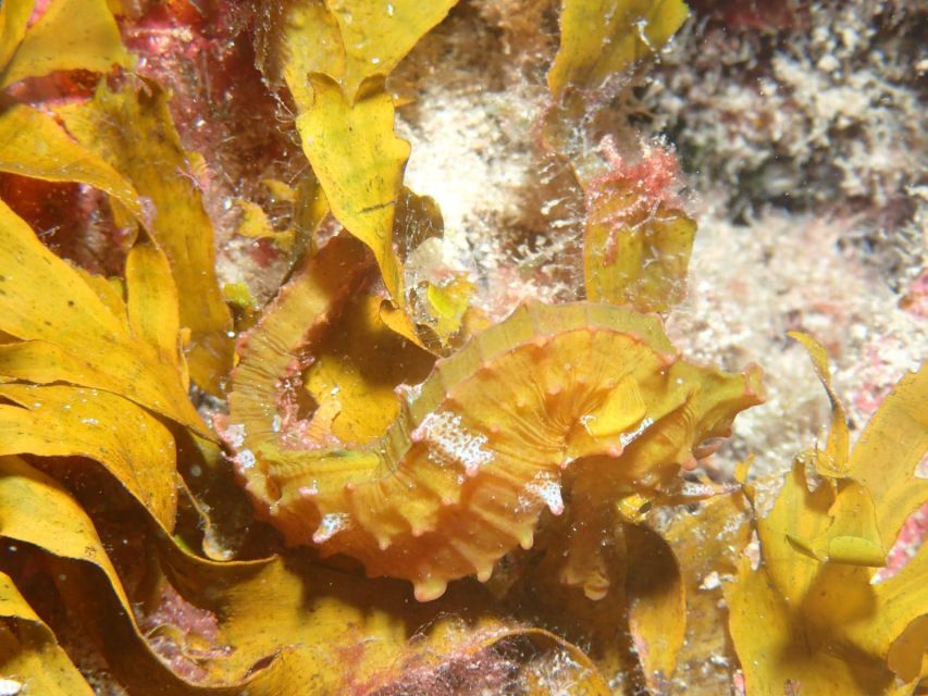Tenerife : Private Dive for Beginners from a Boat - Practical Tips So You Feel Confident From the Start
