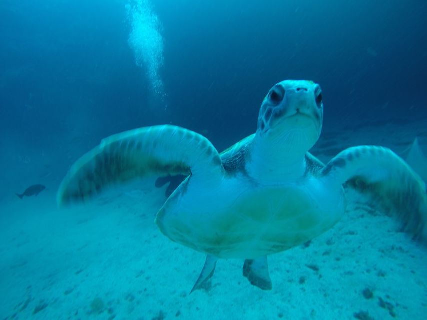 Tenerife : Private Dive for Beginners from a Boat - Getting Set Up: The Calm Briefing Before You Ever Go Below the Surface