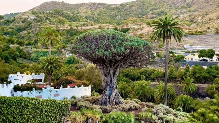 Tenerife: Private Island Tour with Breakfast & Lunch - Masca Valley walk: canyon views with just enough time