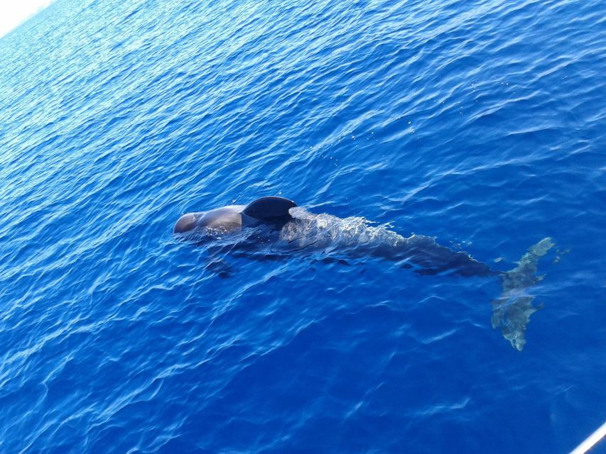 Tenerife: Private or Group 3 Hour Sailing Cruise with Drinks - Puerto Colón to Costa Adeje, a smooth 3-hour sailing plan