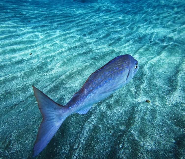 Tenerife: Private Scuba Diving–Certified Instructor & Photos - Quick hits before you go