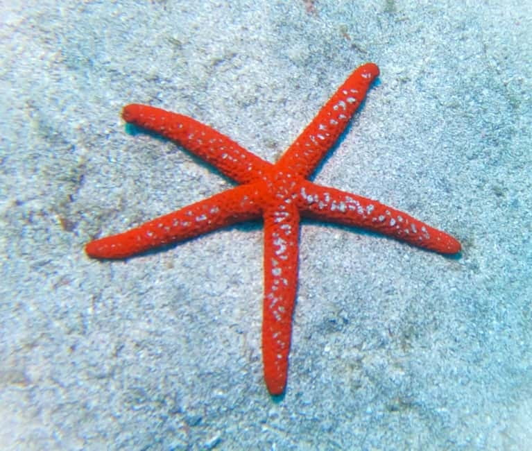 Tenerife: Private Scuba Diving–Certified Instructor & Photos - Underwater time in calm, clear south Tenerife waters