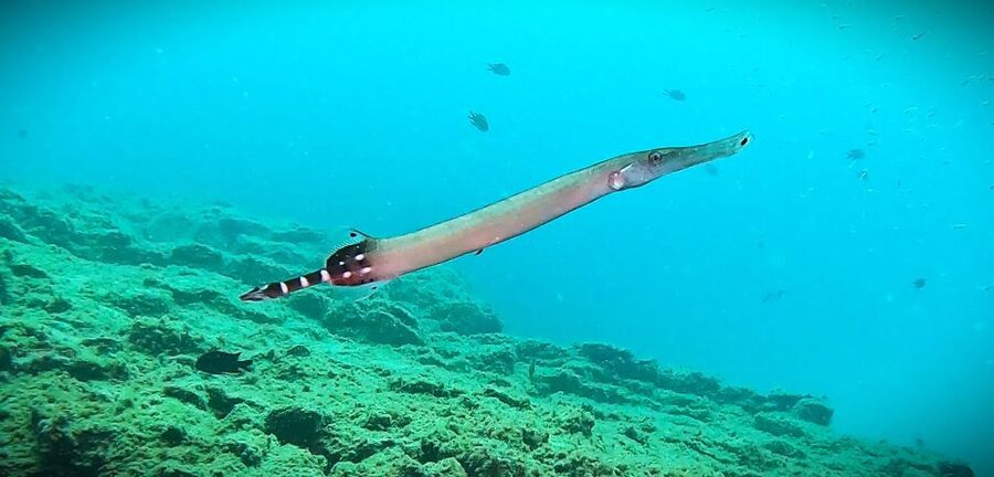 Tenerife: Private Scuba Diving–Certified Instructor & Photos - Who this experience suits best, and who should skip it