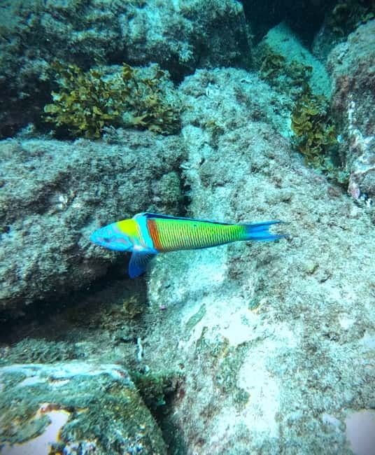Tenerife: Private Scuba Diving–Certified Instructor & Photos - Price and value: what $114 per person actually covers