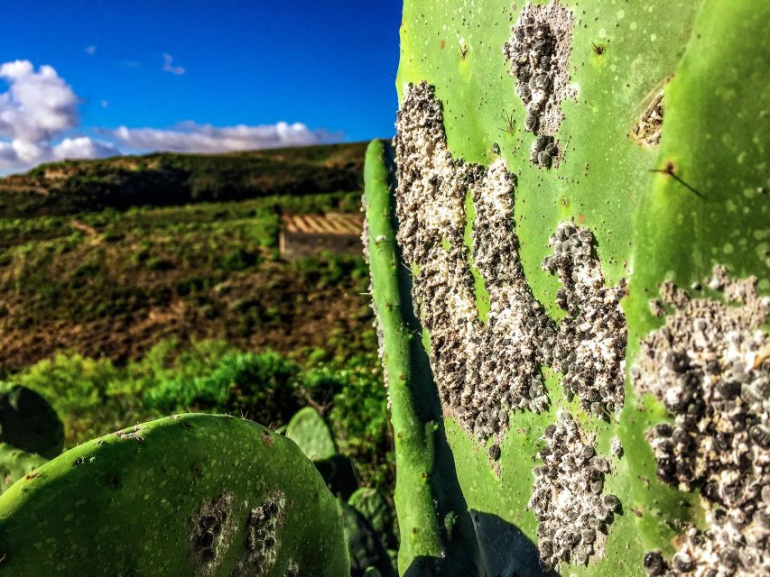 Tenerife Private Tour: Full-Day Volcanic South - Viewpoint Stop: Short, Focused, and Made for Photos
