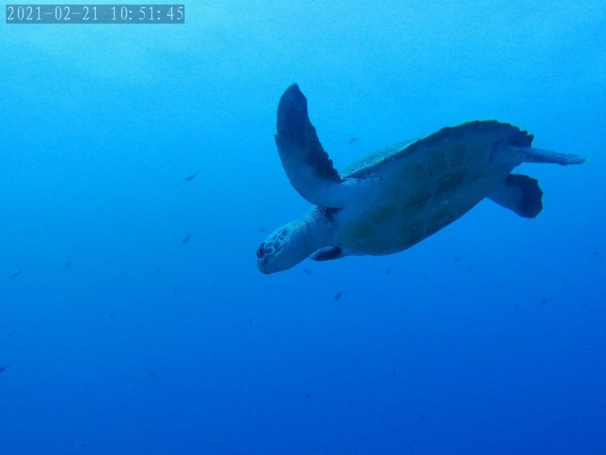 Tenerife: Puerto Colon Certified Scuba Dive by Speed Boat - Key Highlights You Should Know Before You Go